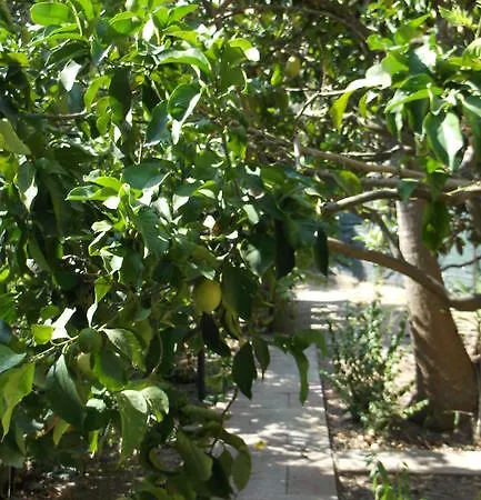 Solimarina 2* Αλγκέρο